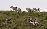 TANZANIA - Ngorongoro Crater - 02 Zebre